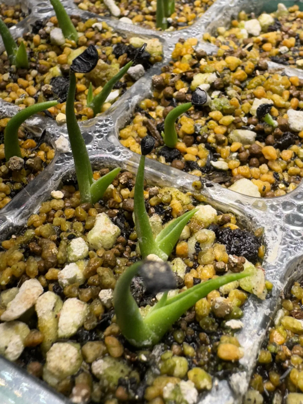 Agave utahensis var. eborispina (アガベ エボリスピナ)