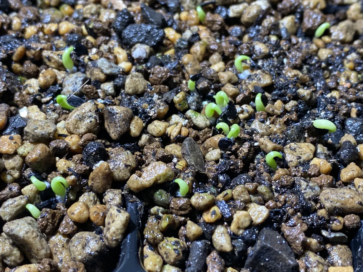 Agave oteroi (アガベ オテロイ)