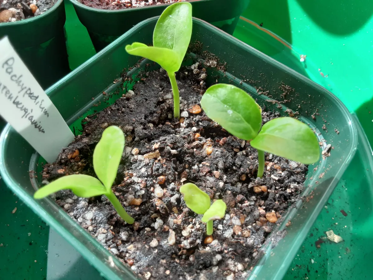 Pachypodium rutenbergianum var. rutenbergianum (パキポディウム ルテンベルギアナム)