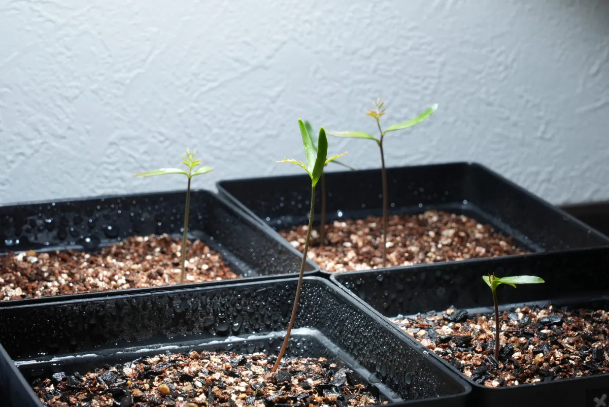 Operculicarya pachypus (オペルクリカリア パキプス)