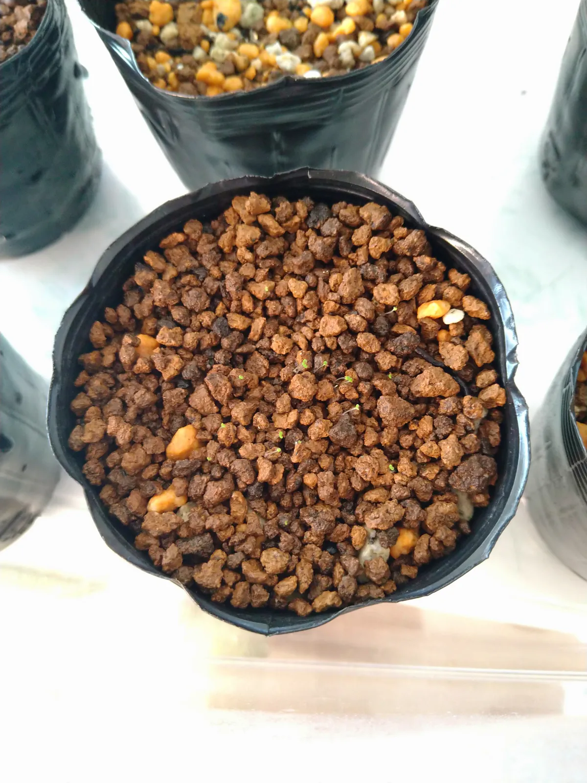 Begonia pengchingii (ベゴニア ペングチンギー)