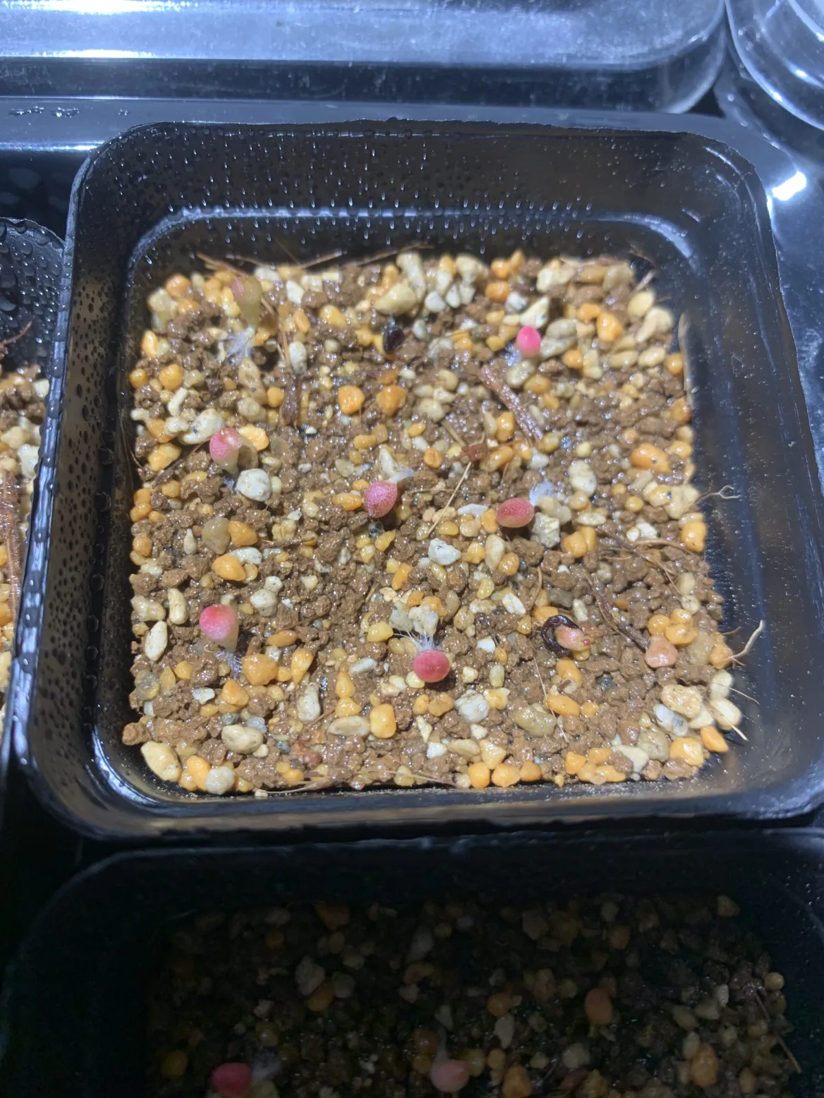 Astrophytum myriostigma (アストロフィツム ミリオスティグマ)