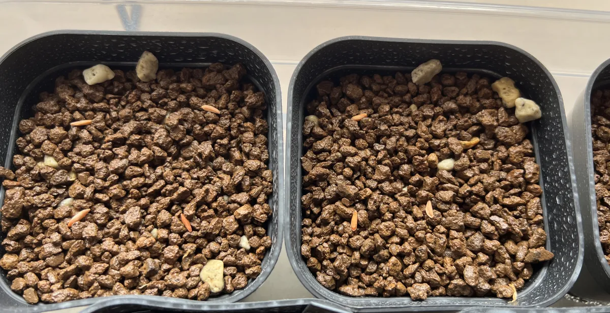 [無料種子] 発芽難 パキポディウム グラキリス　 Pachypodium rosulatum var. gracilius