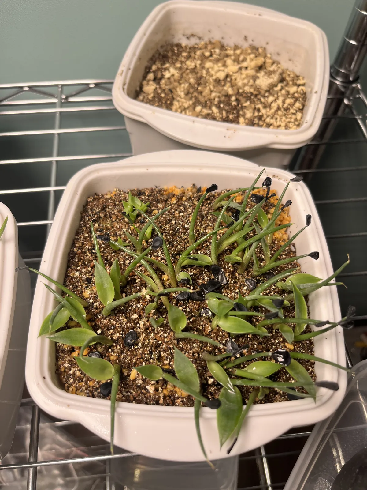 Agave seemanniana (アガベ シーマニアナ)