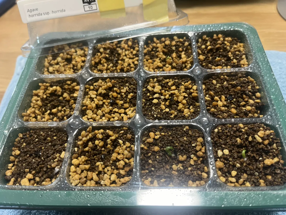 Agave horrida ssp. horrida (アガベ ホリダ)