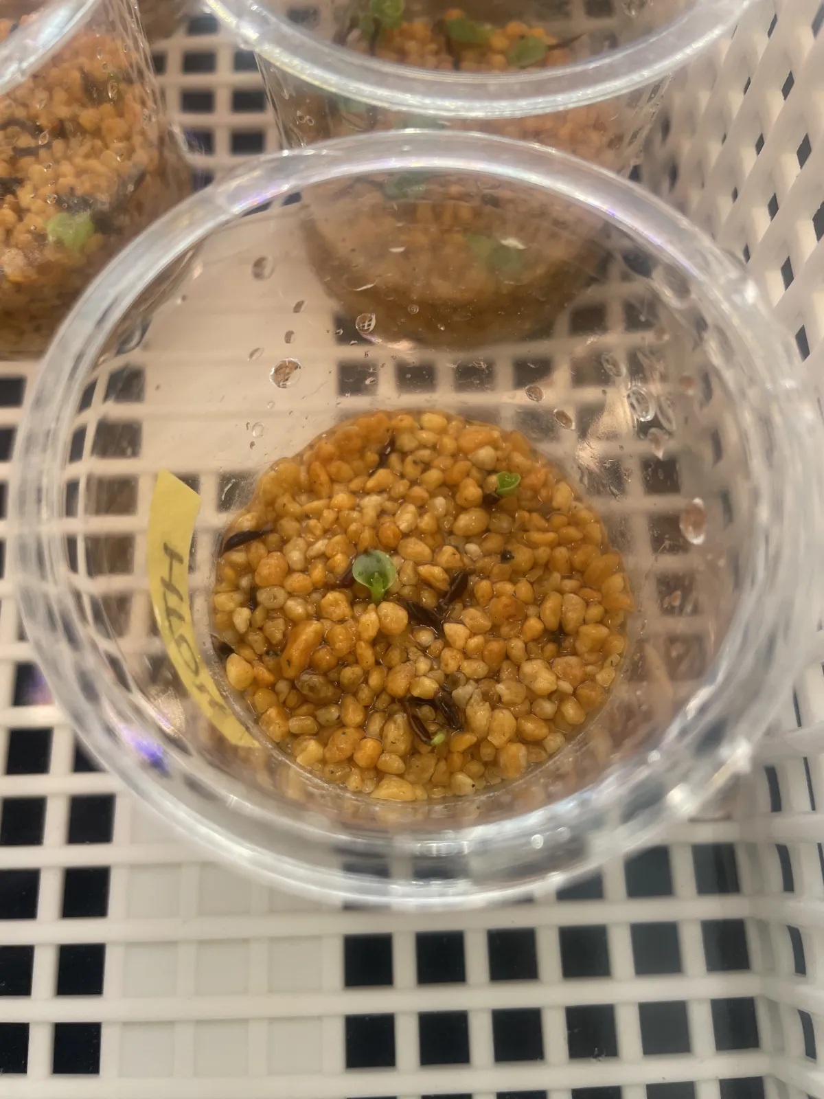 Hechtia nuusaviorum (ヘクチア ナサビオラム)