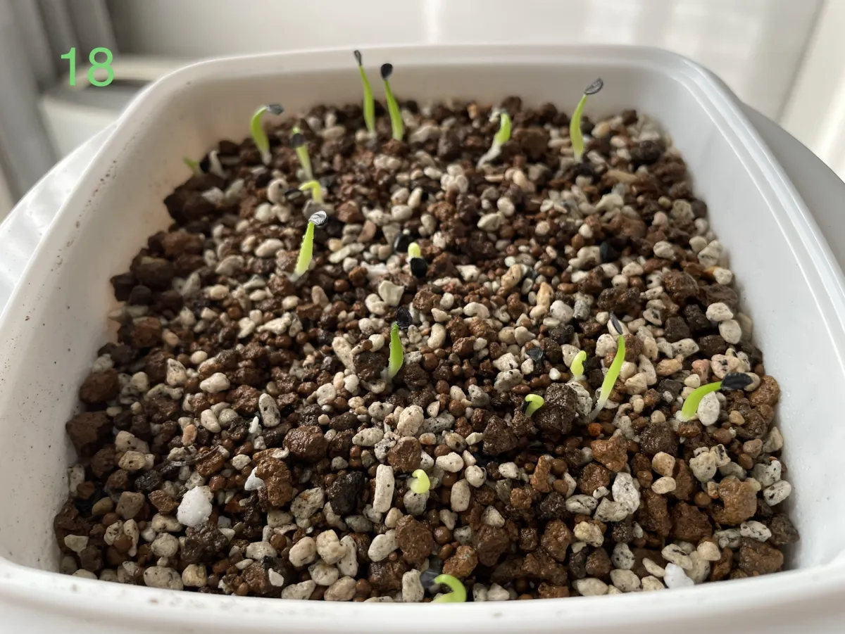 Agave oteroi (アガベ オテロイ)