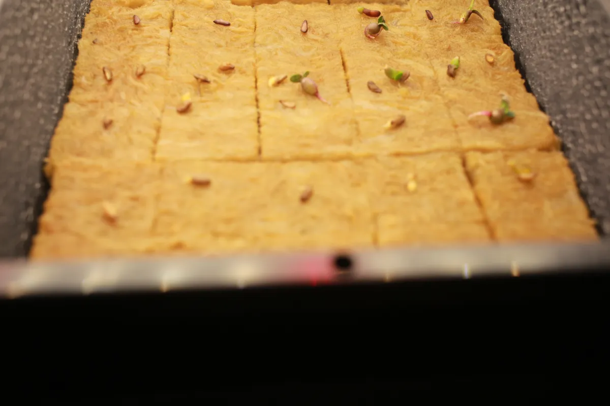 Pachypodium succulentum (パキポディウム サキュレンタム 天馬空)