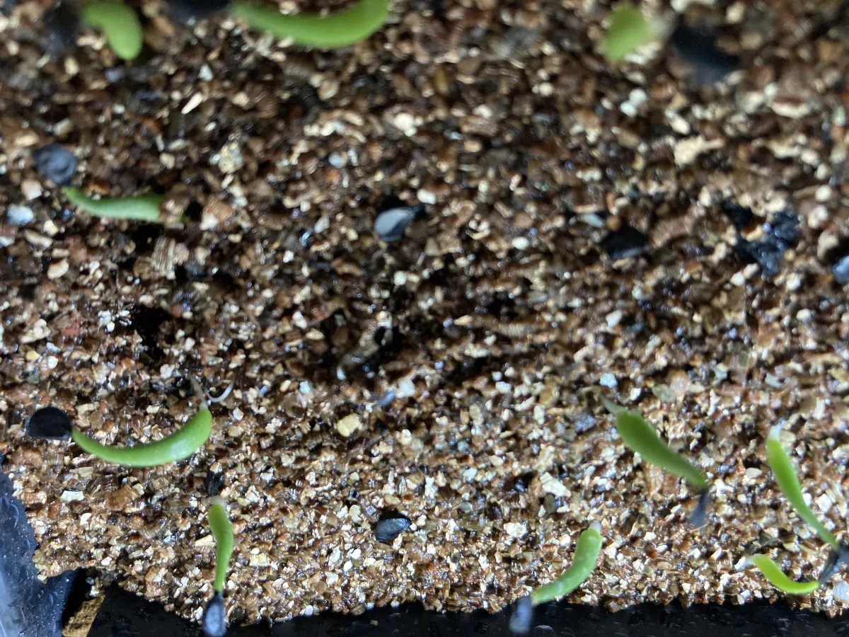 Agave utahensis var. nevadensis 'Compacta' (アガベ ネバデンシス コンパクタ)