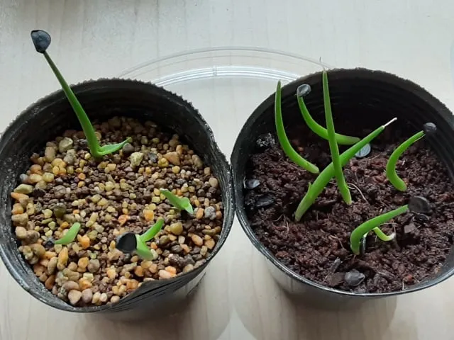 Agave deserti var. pringlei (アガベ プリングレイ)