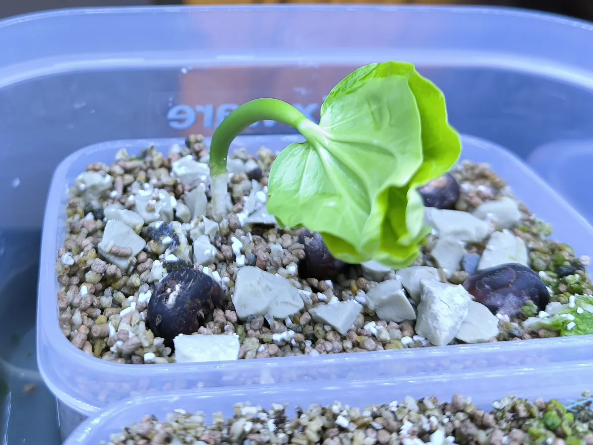 Adansonia za (アダンソニア（バオバブ） ザ)