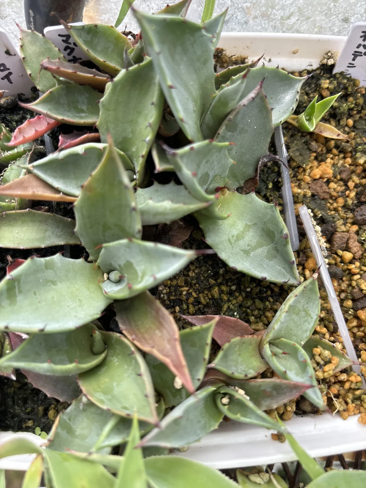 Agave shrevei ssp. magna (アガベ シュリベイマグナ)