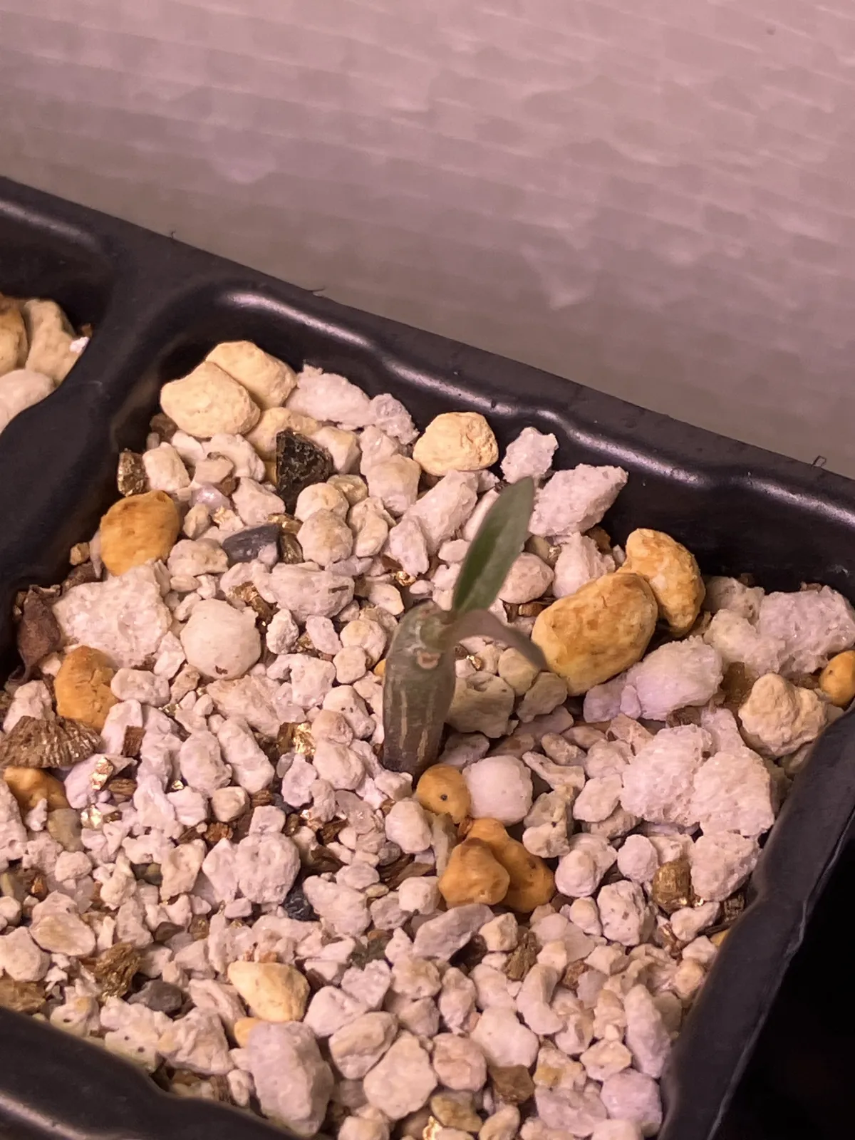 Pachypodium baronii (パキポディウム バロニー)