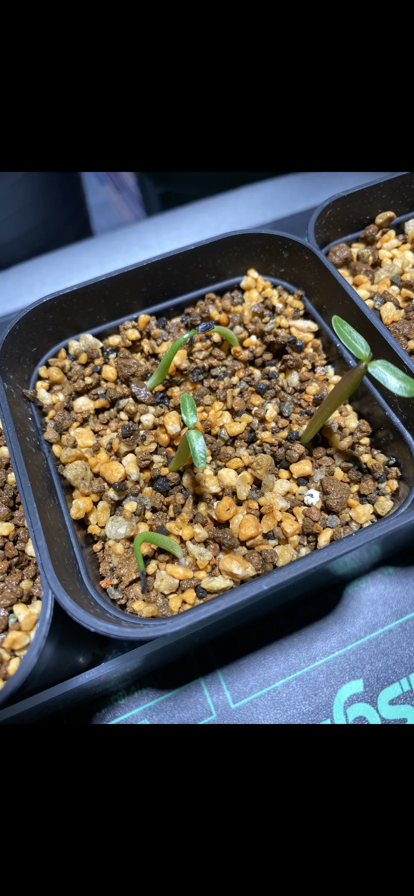 Pachypodium rosulatum var. gracilius (パキポディウム グラキリス)