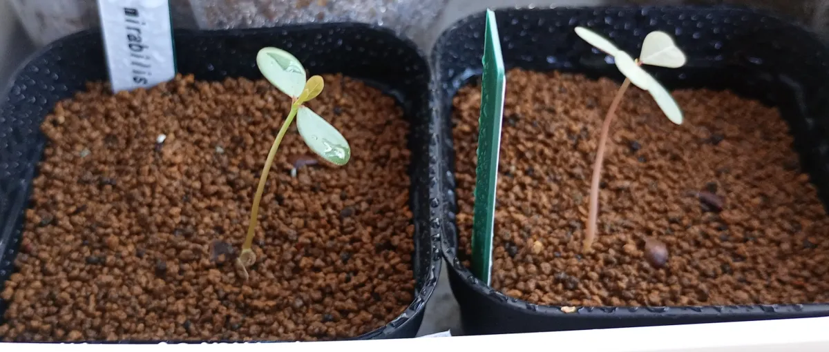 Phyllanthus mirabilis (フィランサス ミラビリス)