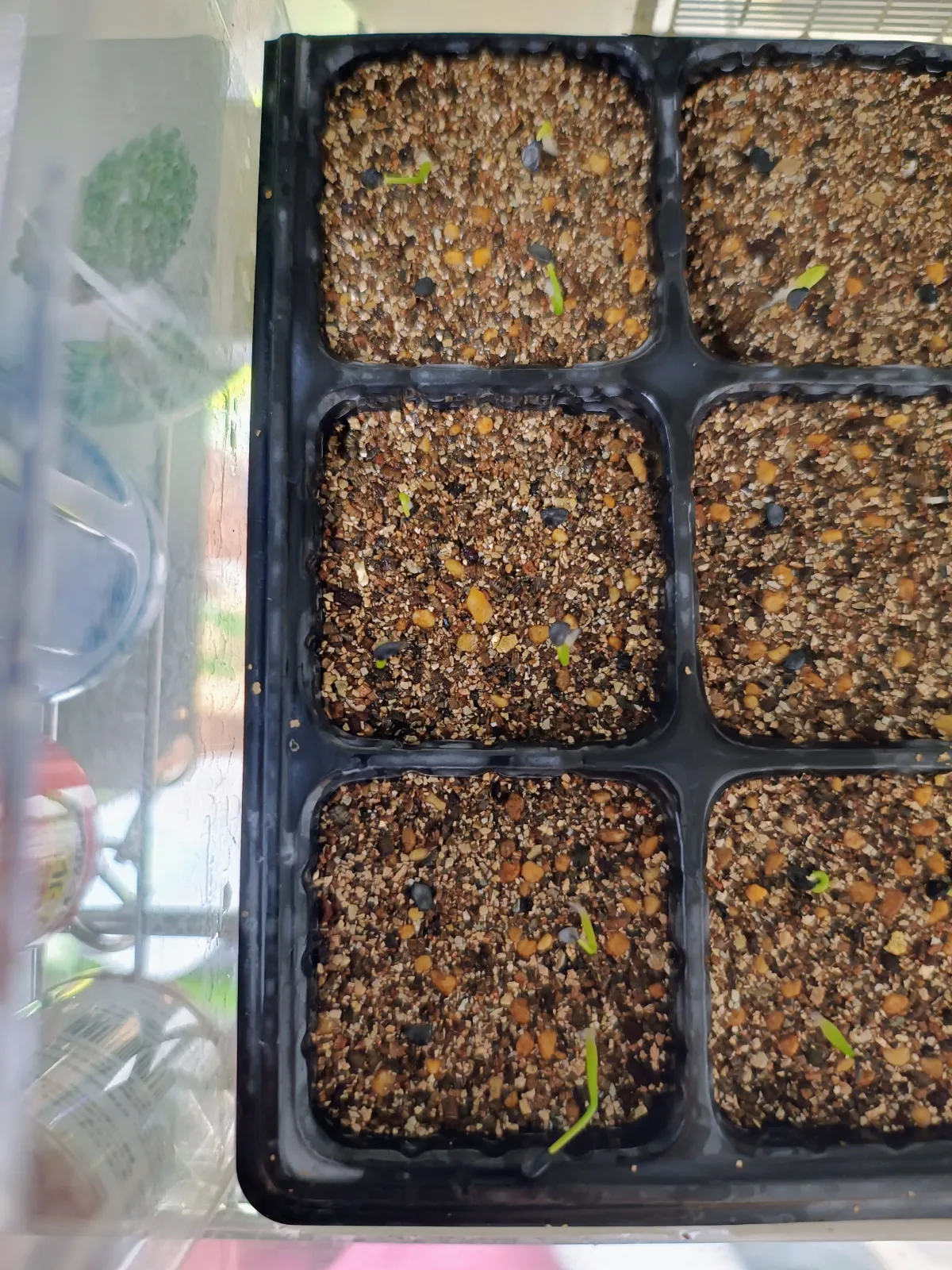 Agave utahensis var. eborispina 'Hayford' (アガベ エボリスピナ ヘイフォード)