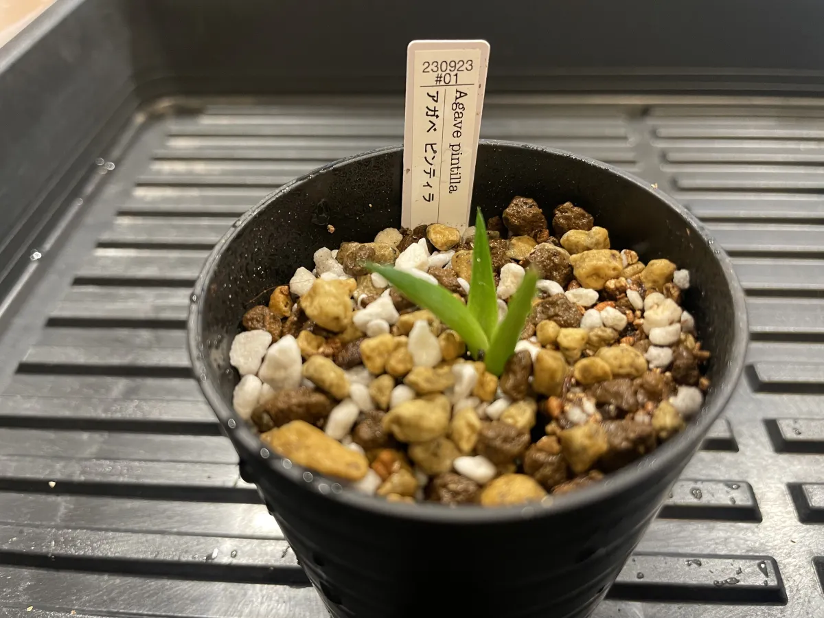 Agave pintilla (アガベ ピンティラ)