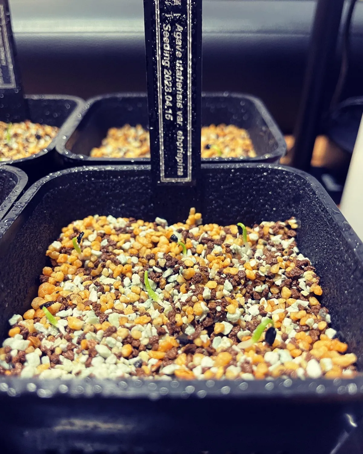 Agave utahensis var. eborispina (アガベ エボリスピナ)