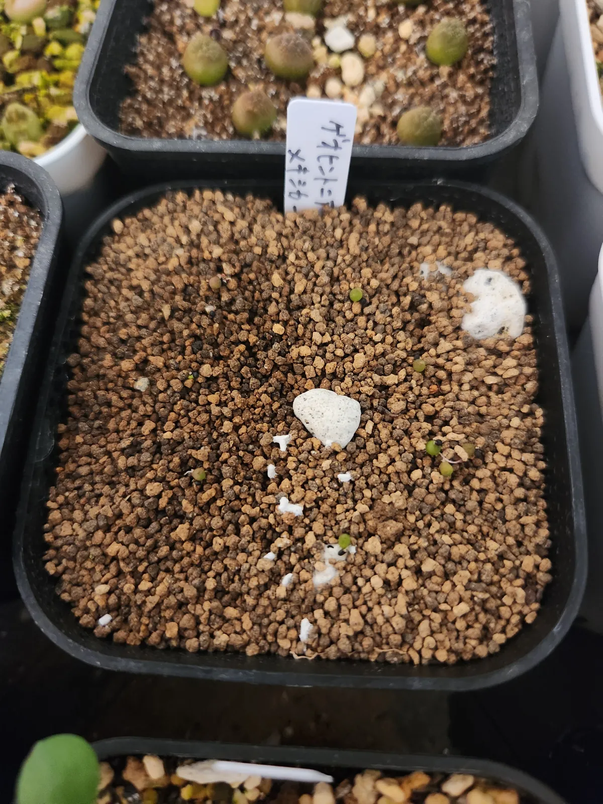 Geohintonia mexicana f. cristata (ジオヒントニア メキシカーナ)