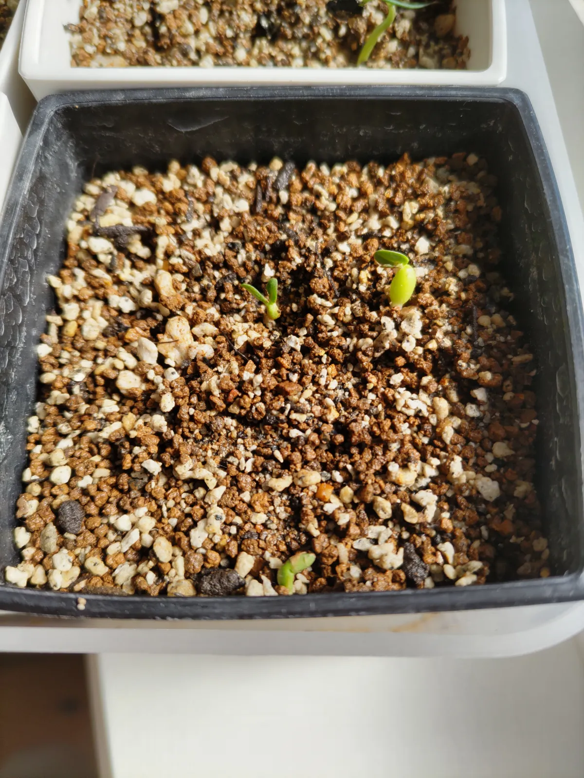 [無料種子] 発芽難 パキポディウム グラキリス　 Pachypodium rosulatum var. gracilius