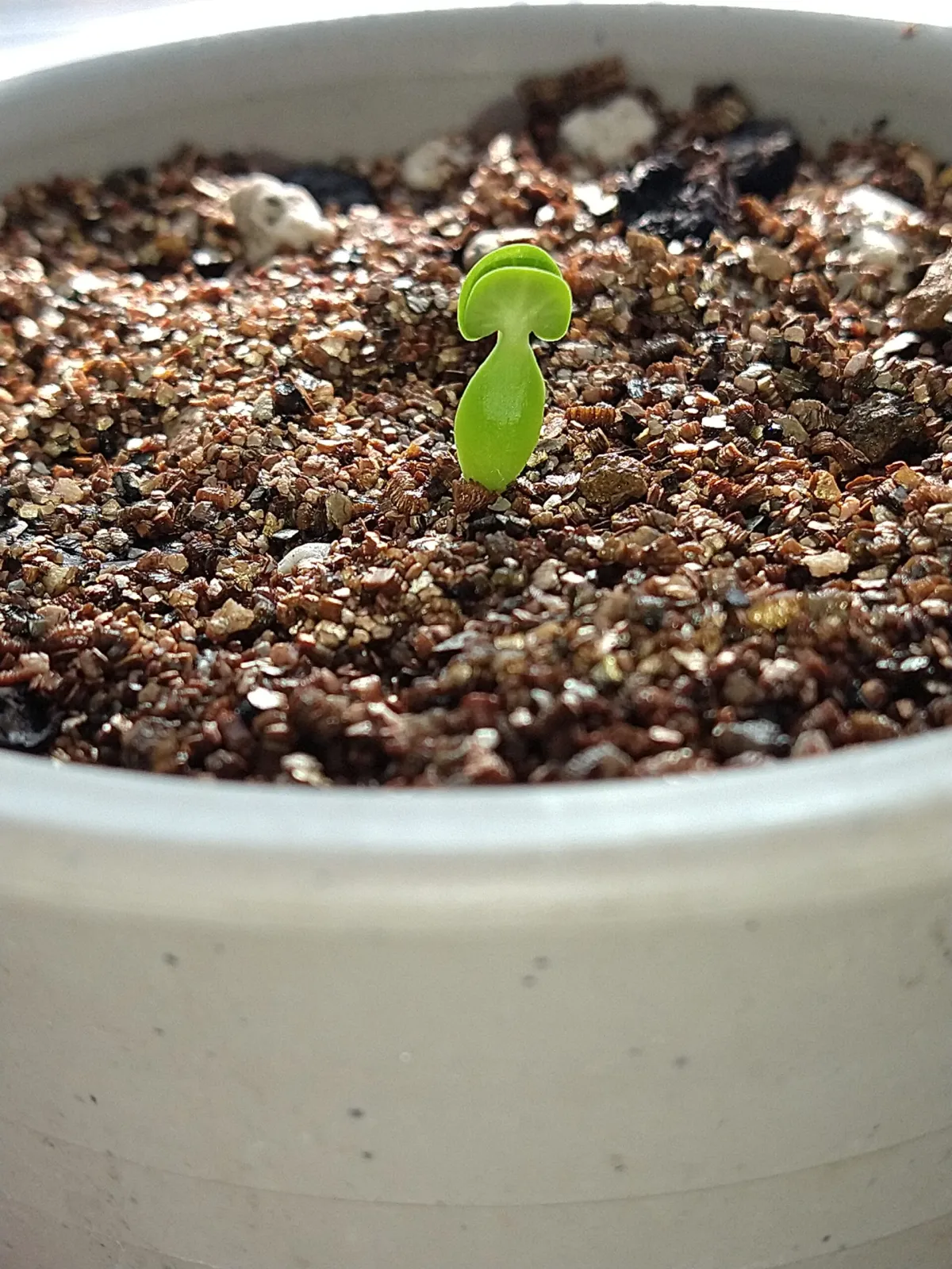 Fockea edulis (フォッケア 火星人)