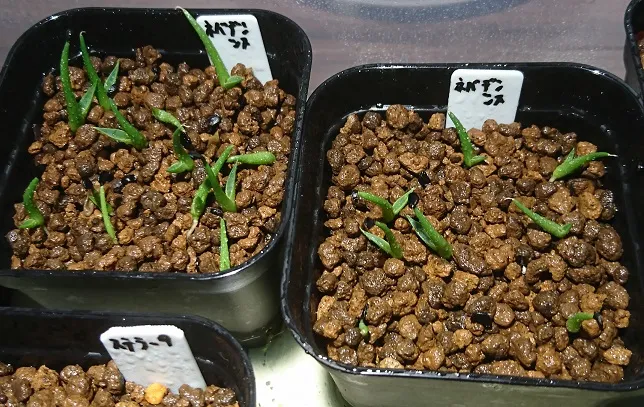 Agave utahensis var. nevadensis (アガベ ユタエンシス ネヴァデンシス)