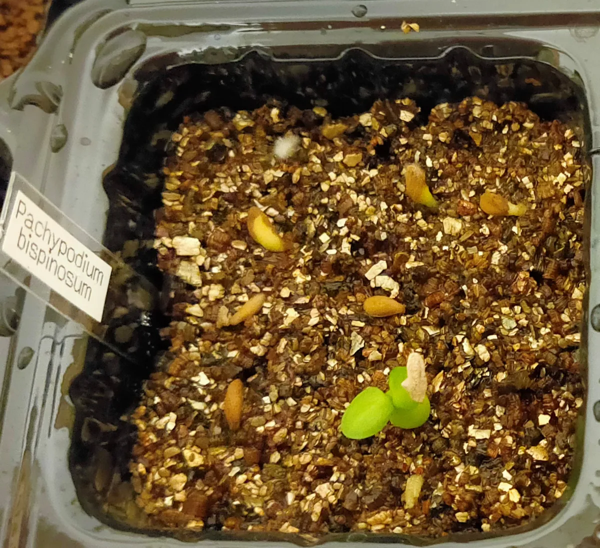 Pachypodium bispinosum (パキポディウム ビスピノーサム)