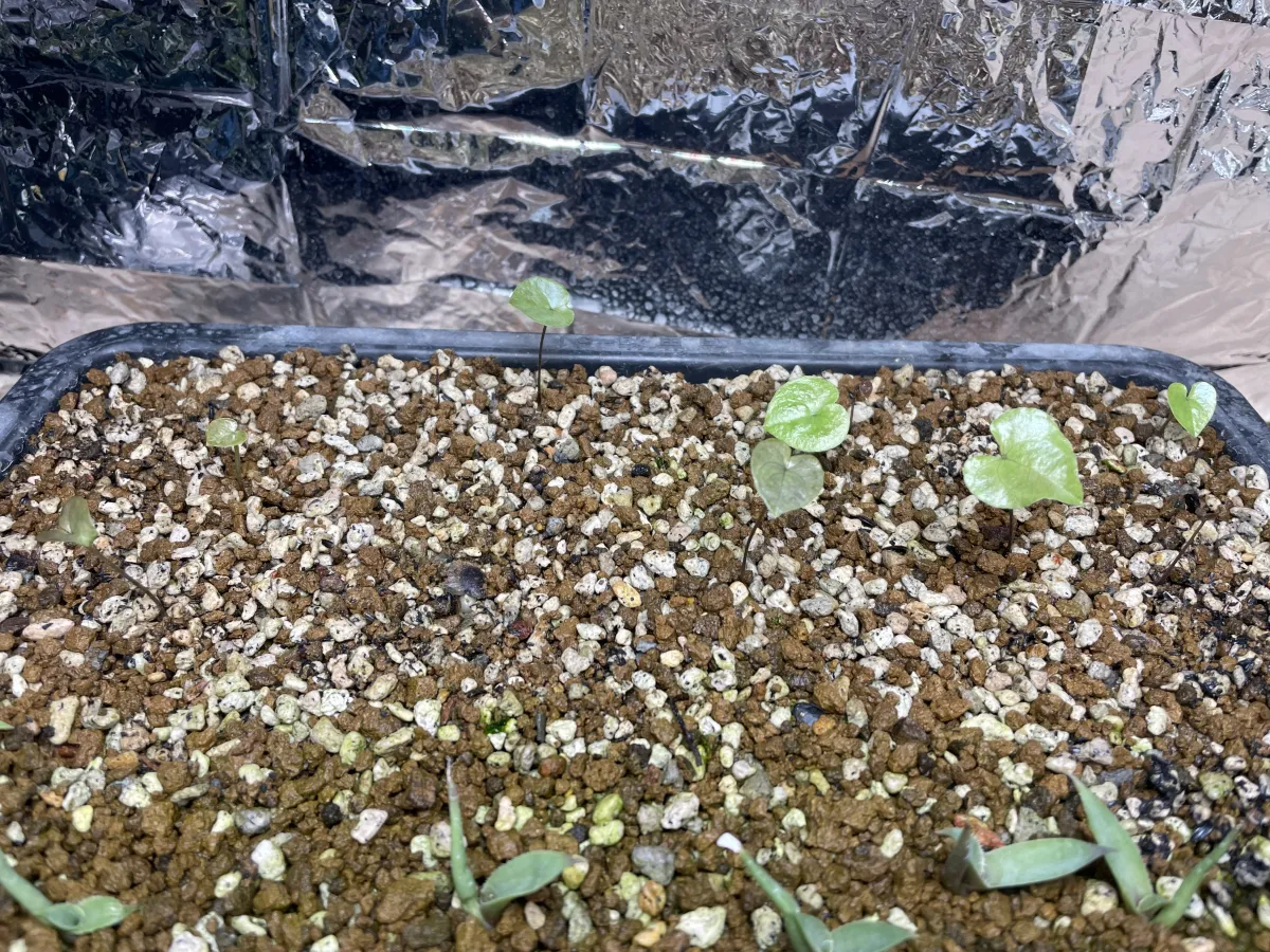 [チャレンジ種子] 亀甲竜 Dioscorea elephantipes ディオスコレア エレファンティペス 未発芽ロット