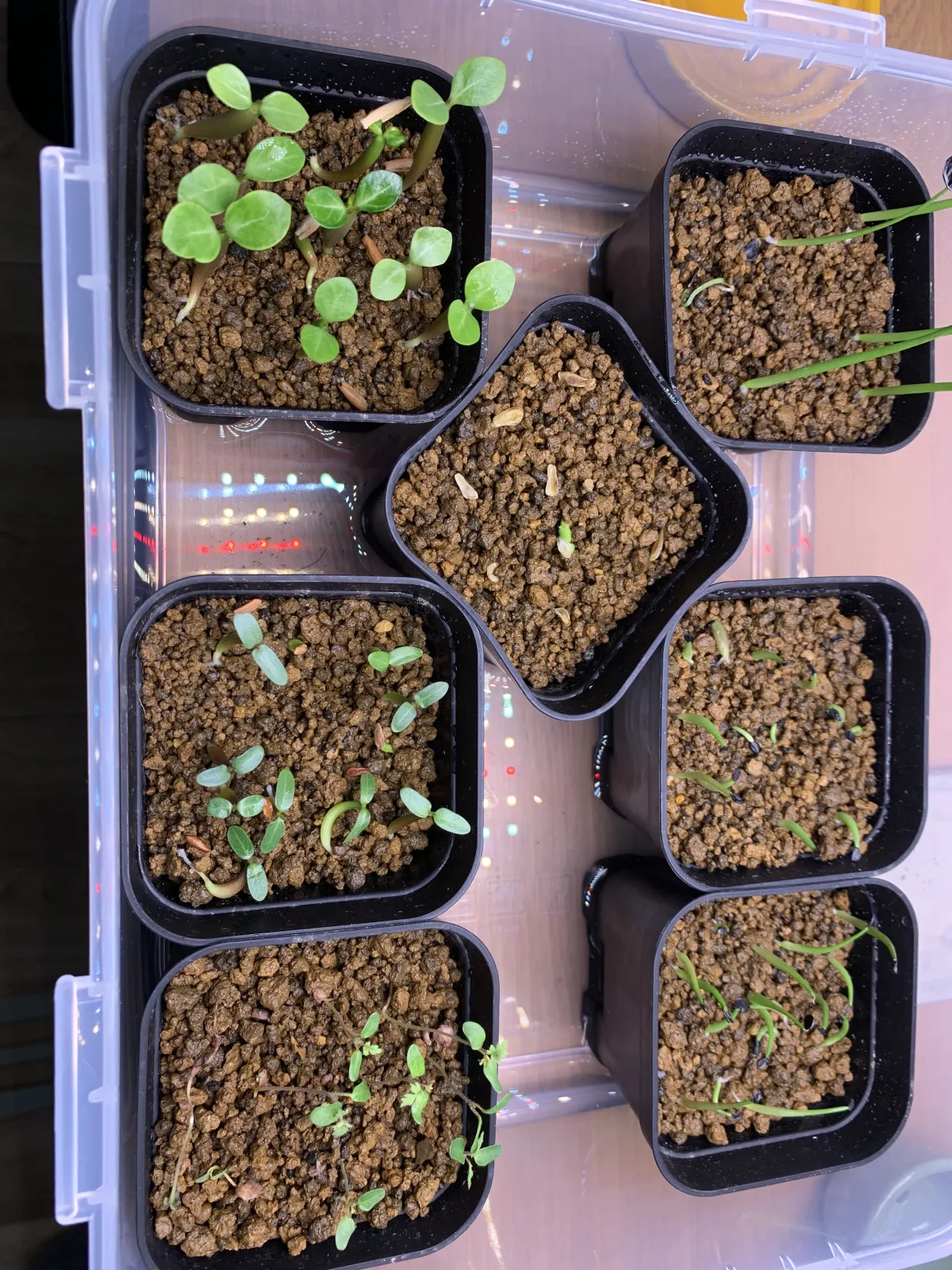 Agave titanota 'Blue' (アガベ チタノタブルー)