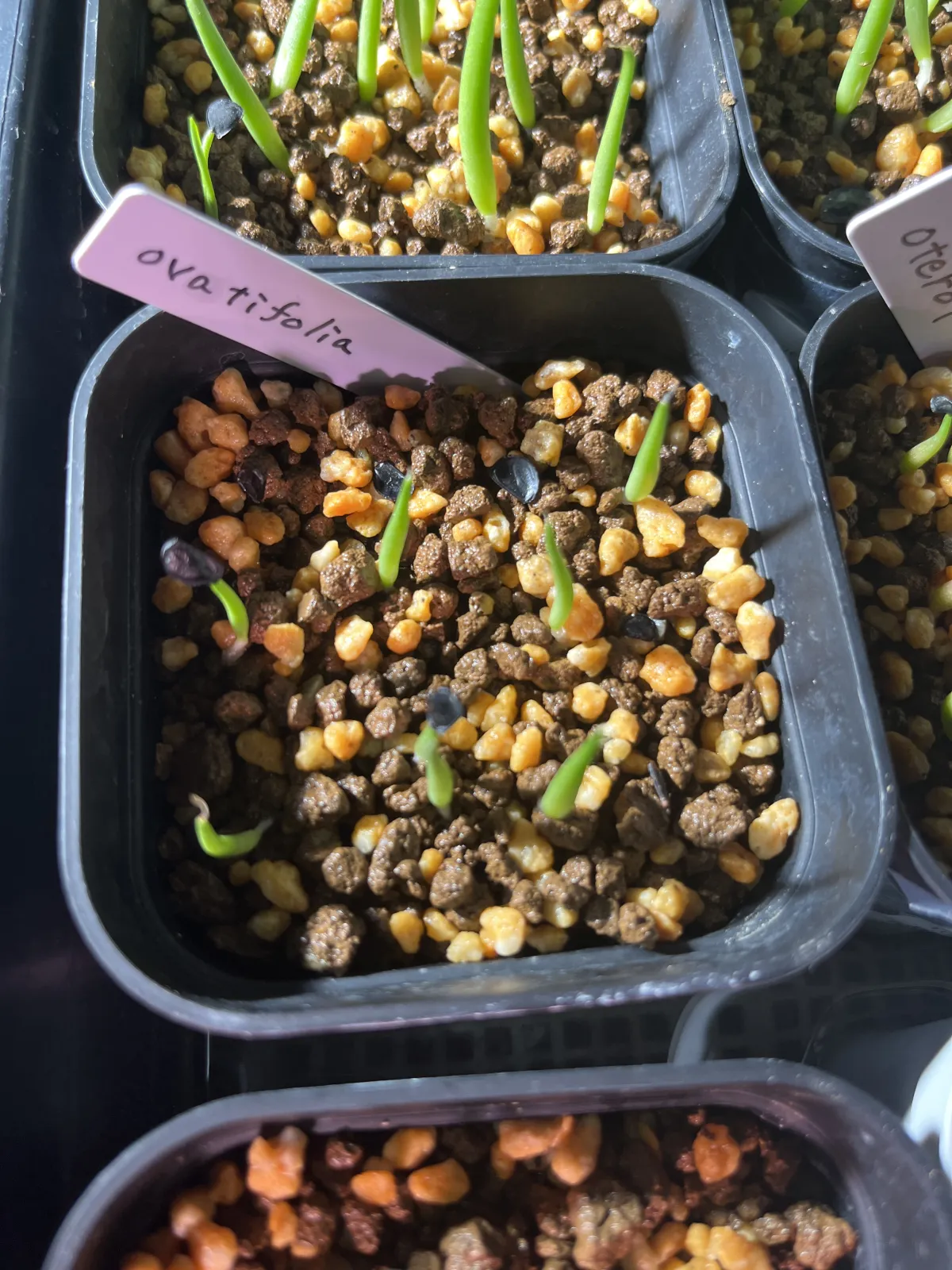 Agave ovatifolia (アガベ オバティフォリア)