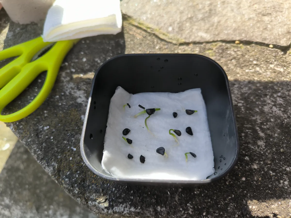 Agave congesta (アガベ コンゲスタ)