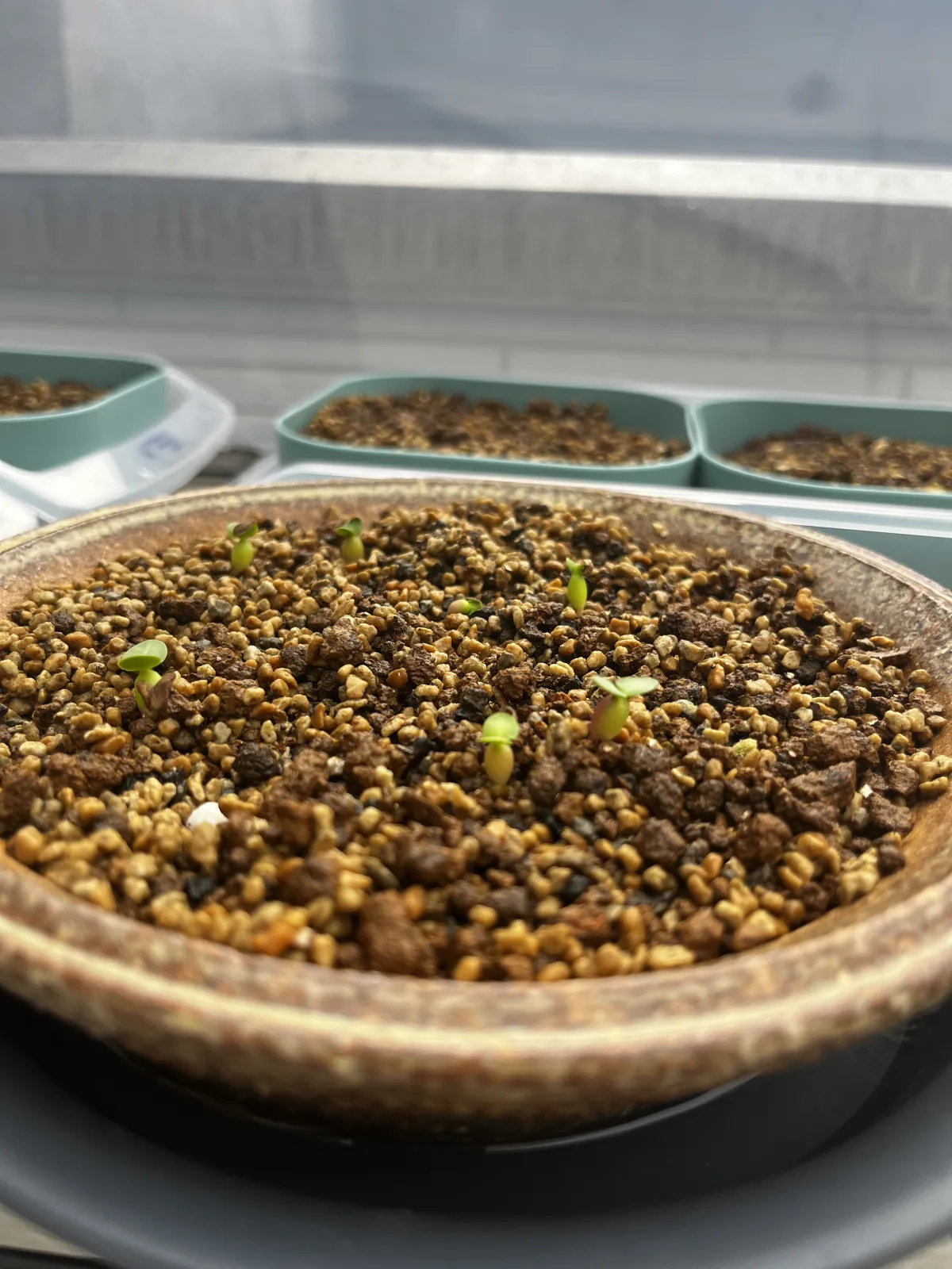 Pachypodium succulentum (パキポディウム サキュレンタム 天馬空)