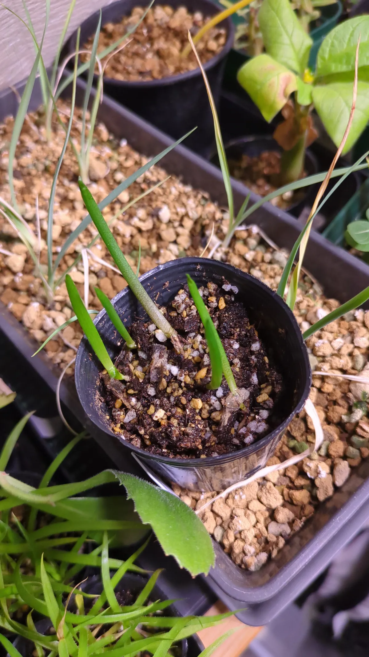 Aloe suzannae (アロエ スザンナエ)