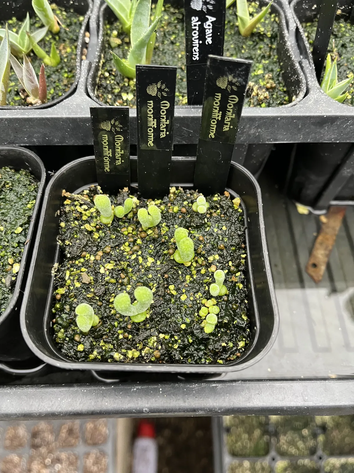 Monilaria moniliforme (モニラリア モニリフォルメ)