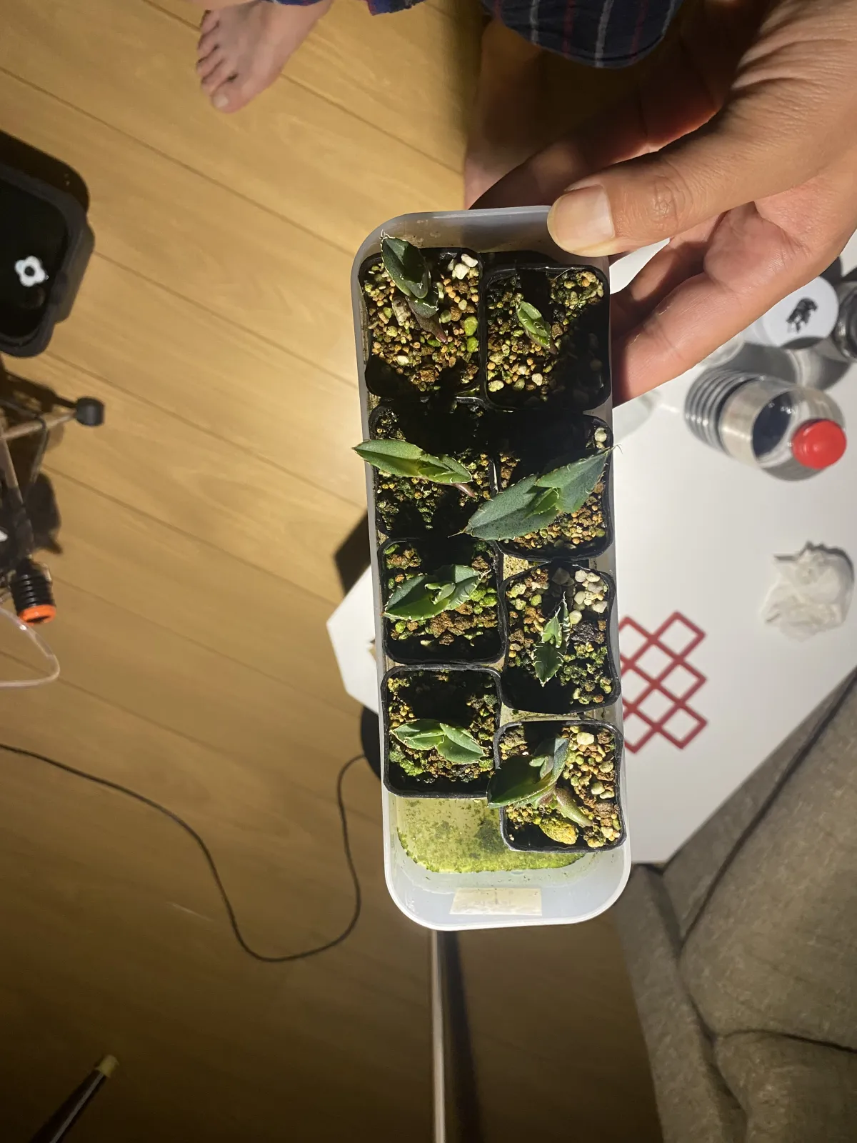  アガベ オテロイ Lot.2023E（2023年ロット）