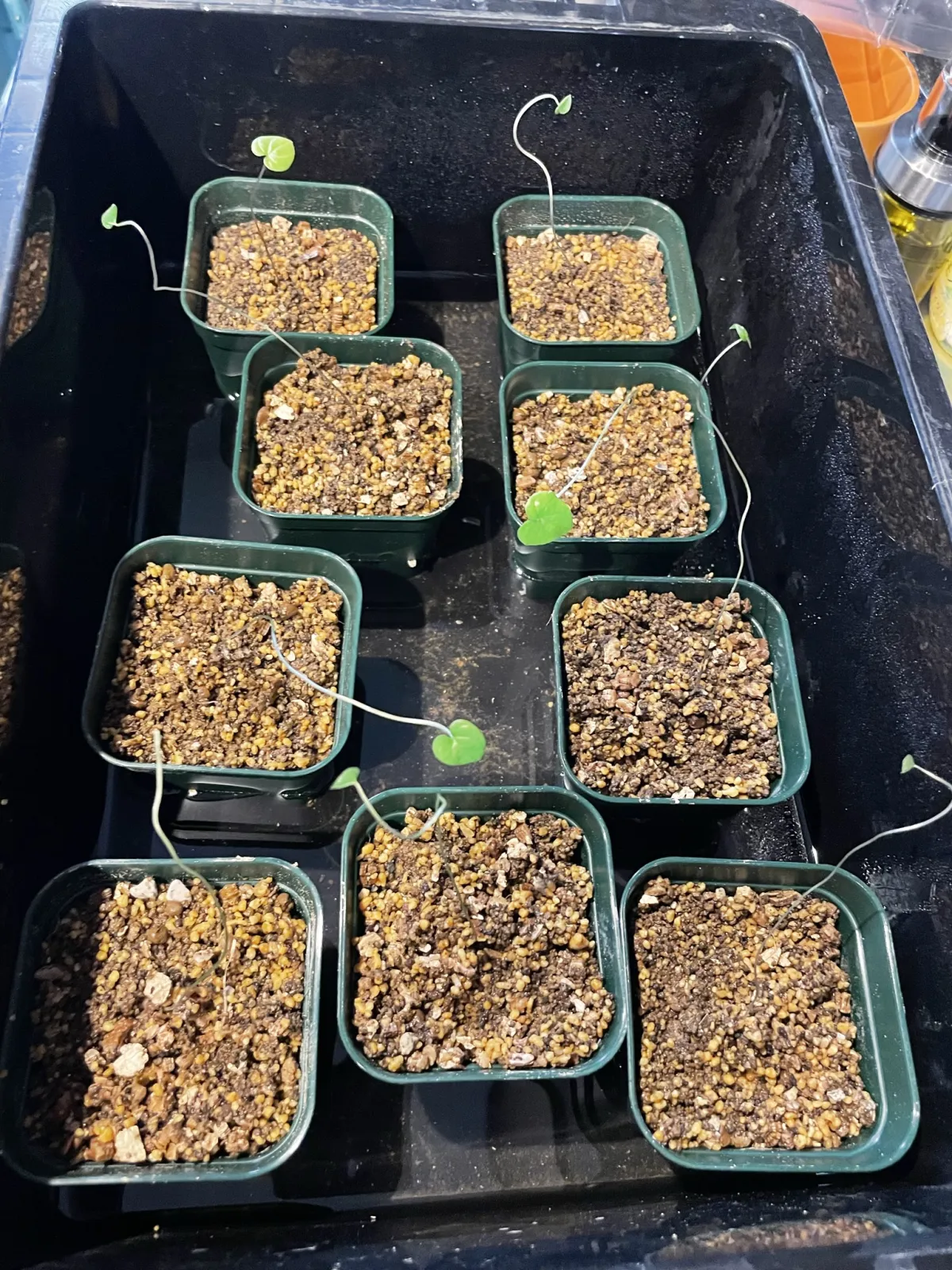 Dioscorea elephantipes (ディオスコレア エレファンティペス アフリカ亀甲竜)