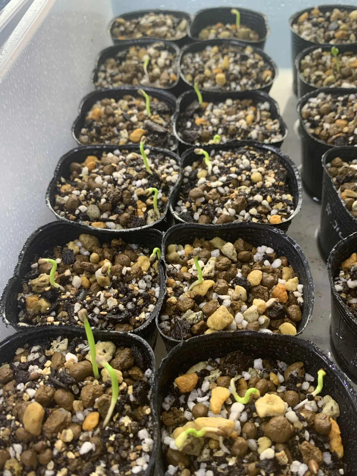 Euphorbia inermis var. huttonae (ユーフォルビア イネルミス 九頭竜)