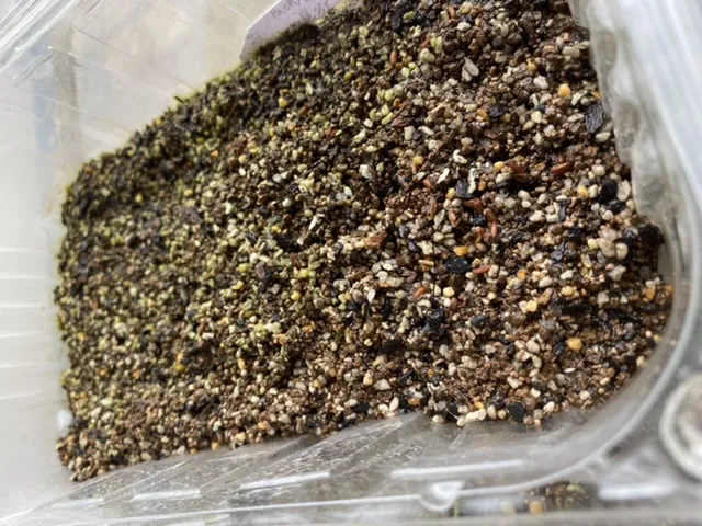 Pachypodium brevicaule ssp. brevicaule(モニター用)