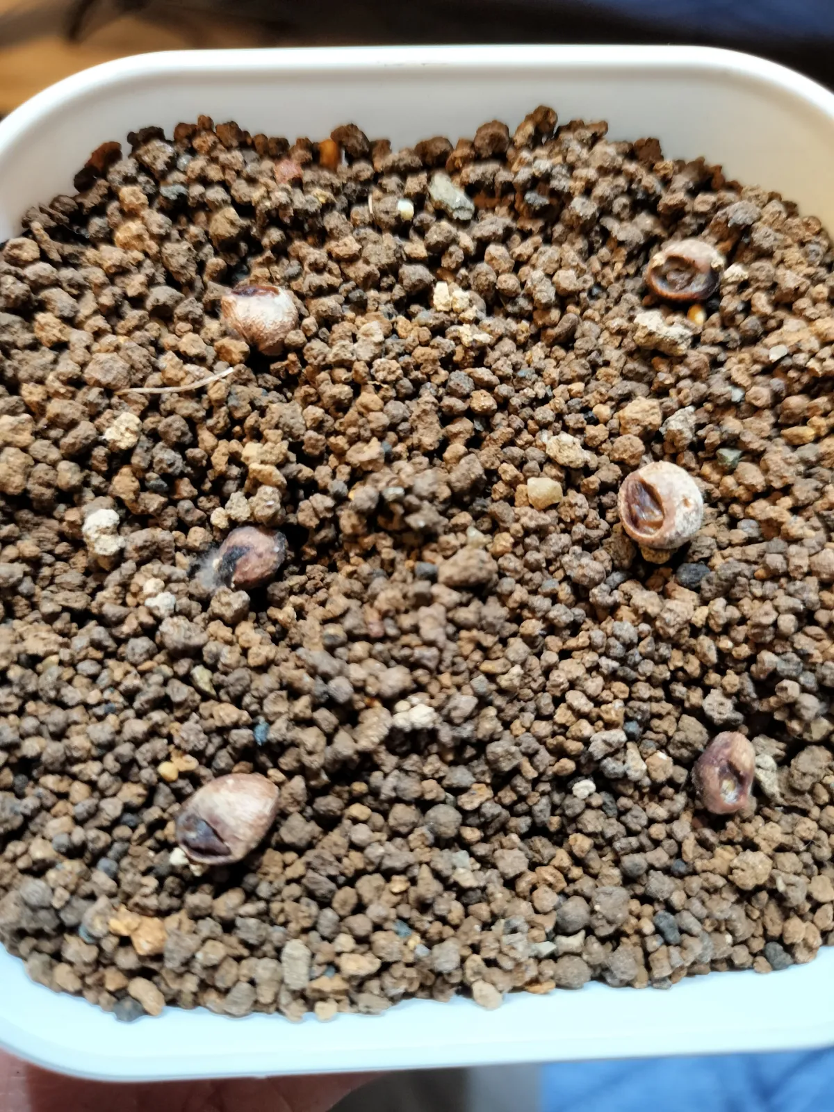 Operculicarya hyphaenoides (オペルクリカリア ヒファエノイデス)