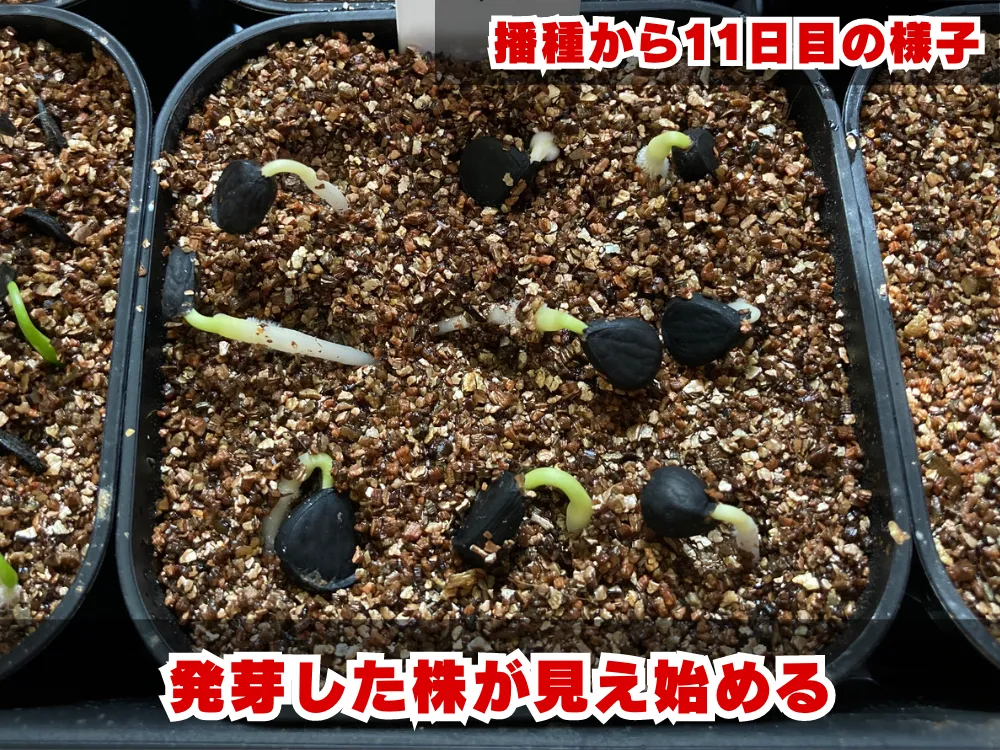 Yucca carnerosana (ユッカ カルネロサーナ)