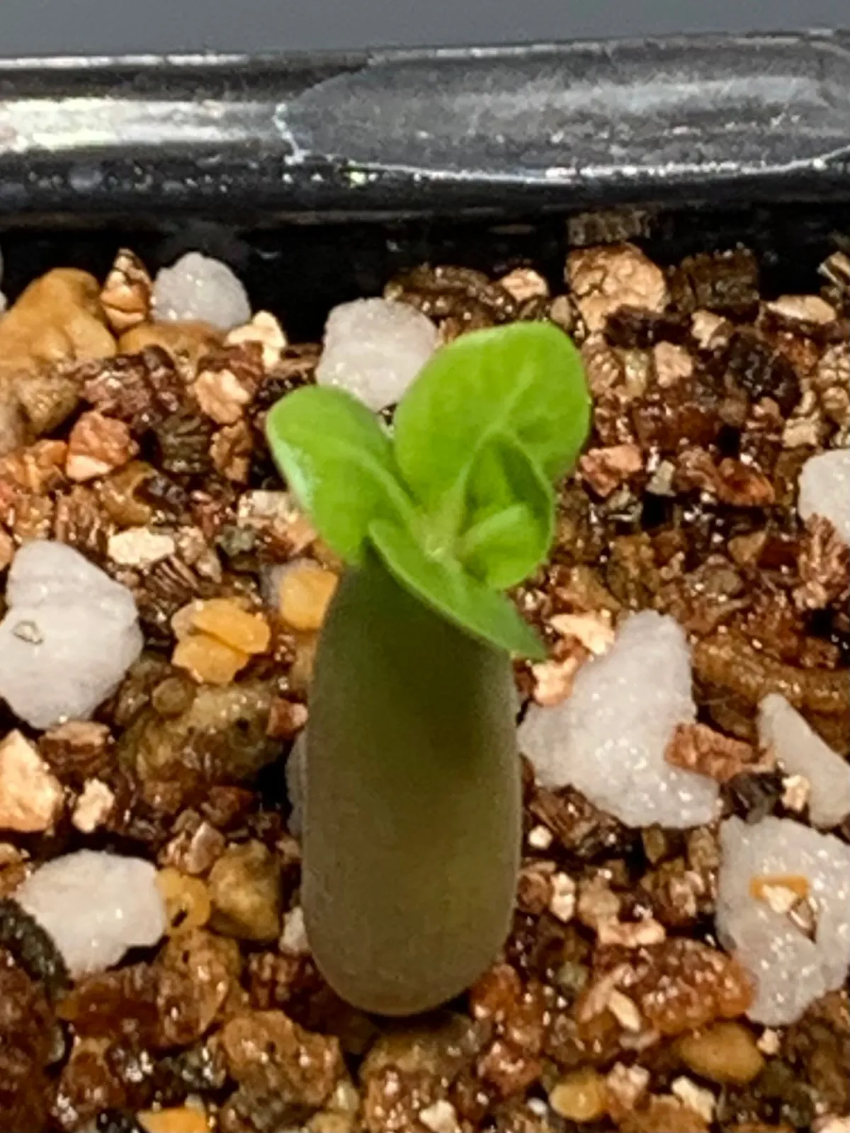 Adenium arabicum Black Giant (アデニウム アラビカム ブラックジャイアント)