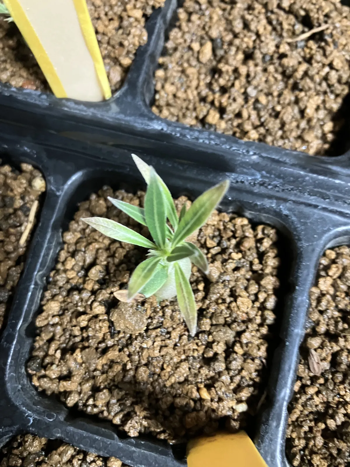 Pachypodium rosulatum var. gracilius (パキポディウム グラキリス)