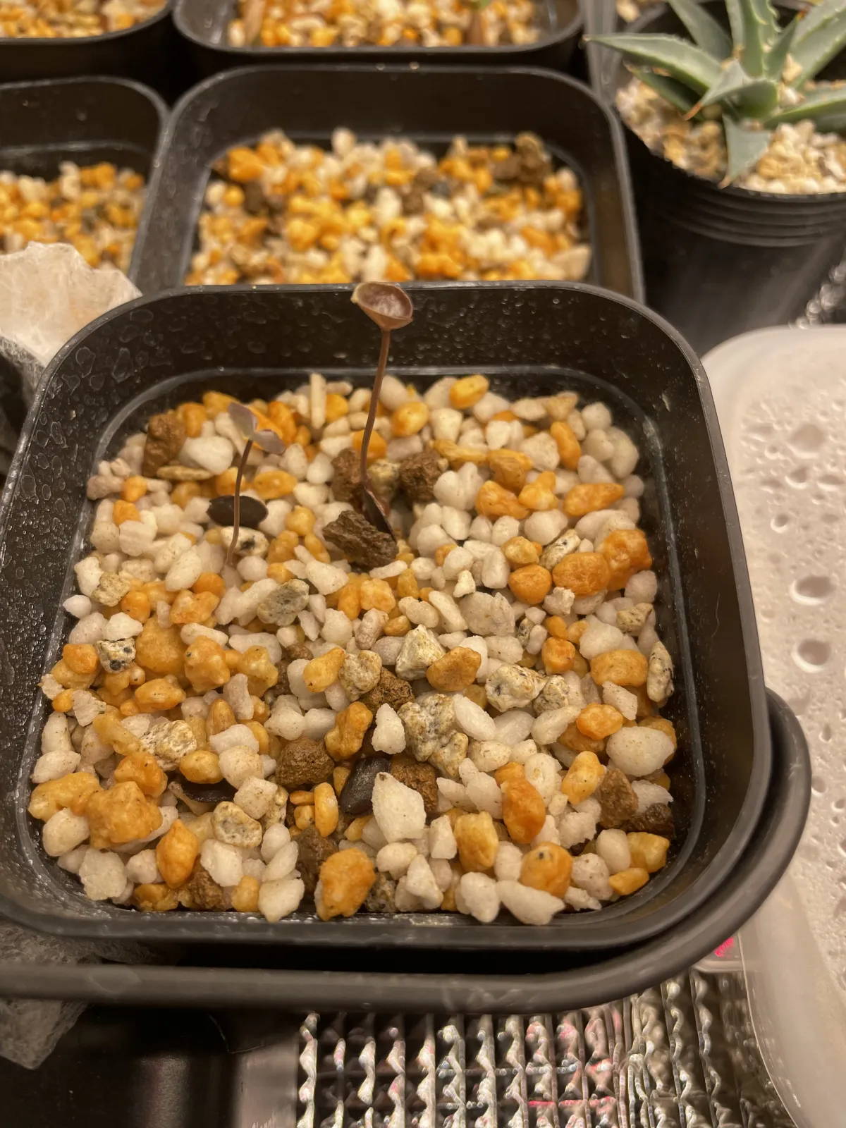 Dioscorea elephantipes (ディオスコレア エレファンティペス アフリカ亀甲竜)