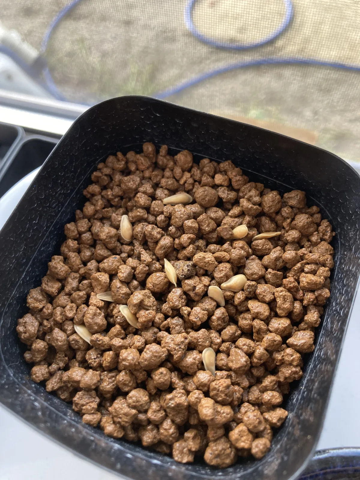 Fockea edulis (フォッケア 火星人)