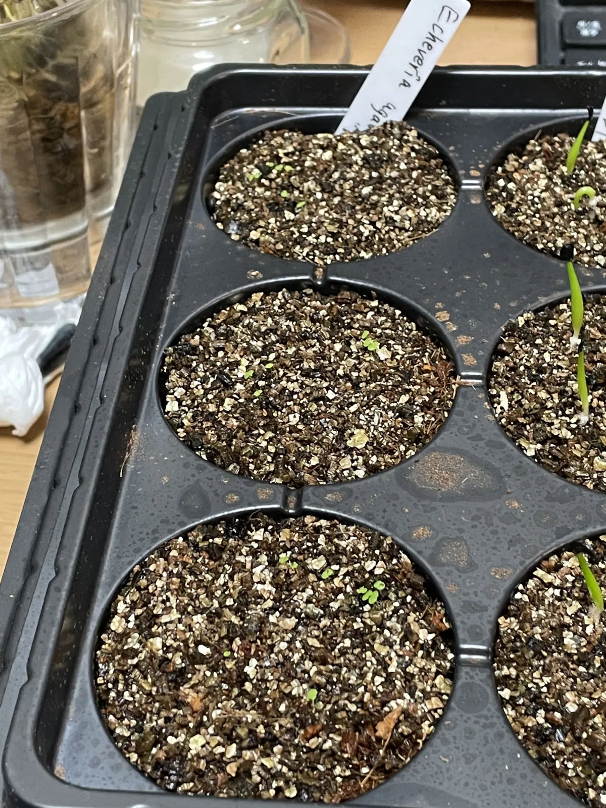 Echeveria agavoides 'Romeo' (エケベリア アガボイデス ロメオ)