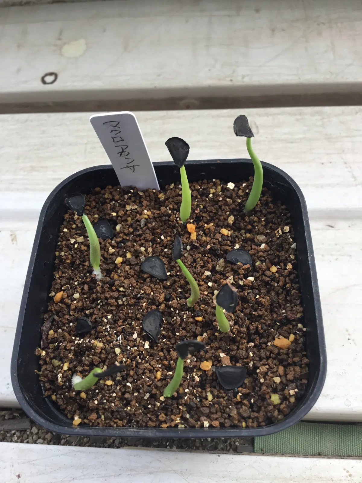 Agave macroacantha (アガベ マクロアカンサ 八荒殿)