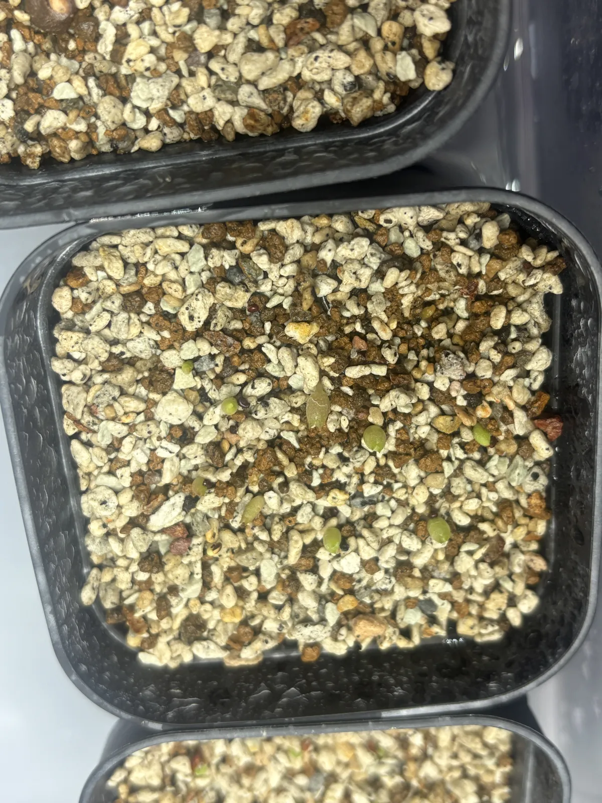 Echinocactus grusonii (エキノカクタス キンシャチ)