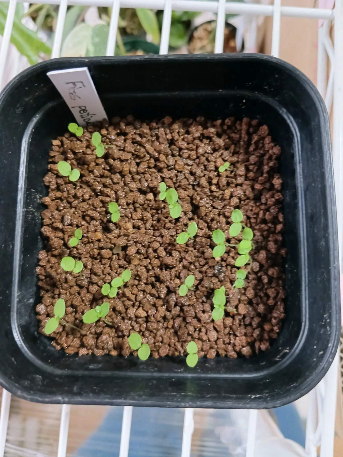 Ficus petiolaris (フィカス ペティオラリス)