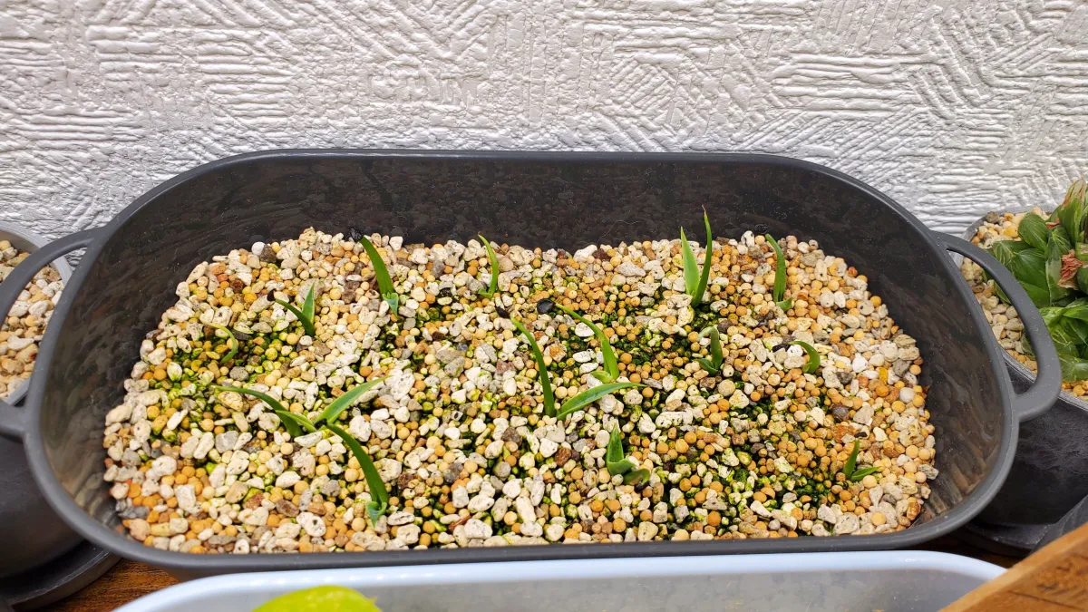 Agave utahensis var. eborispina 'Corkscrew' (アガベ ユタエンシスコークスクリュー)