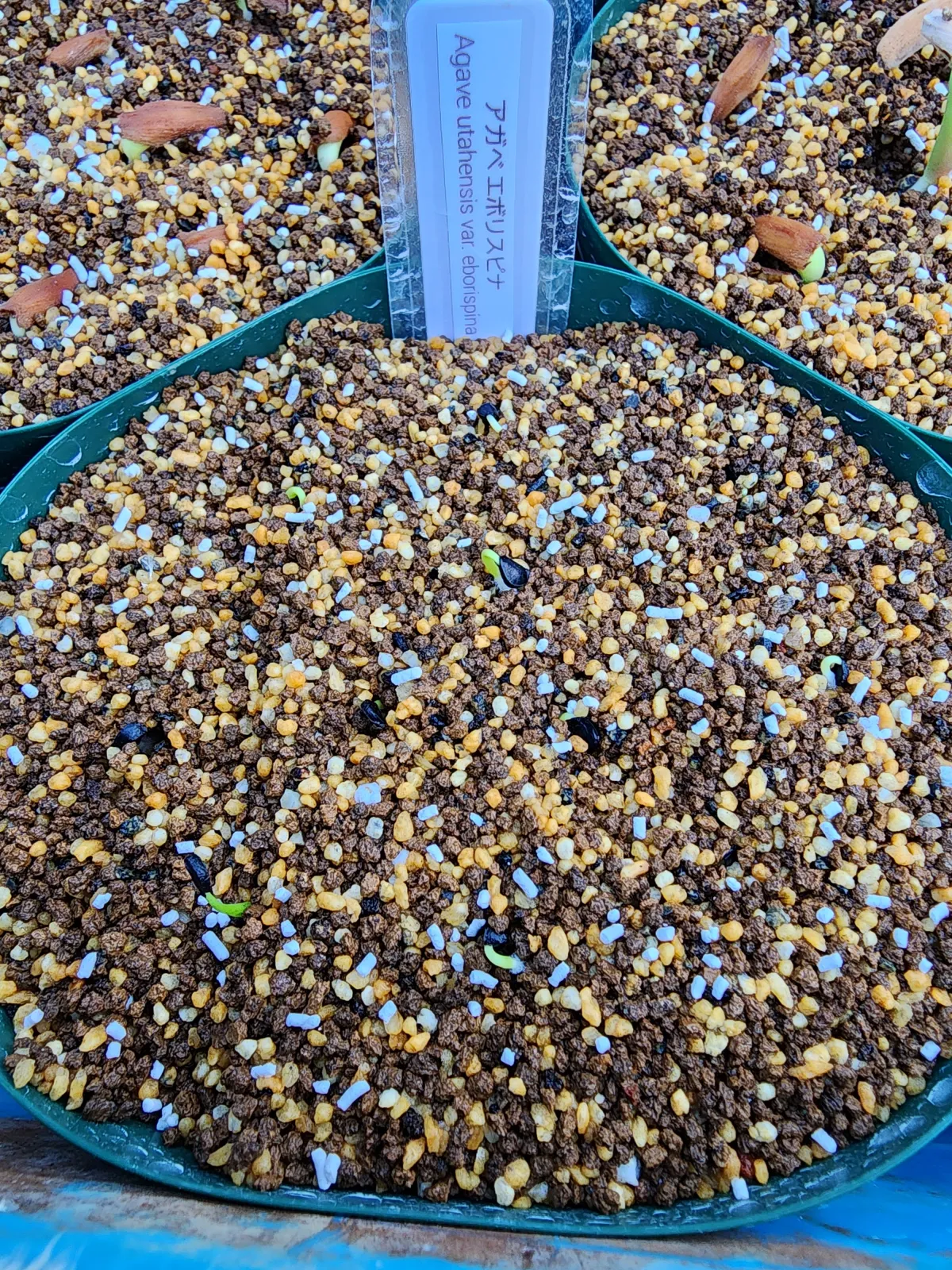 Agave utahensis var. eborispina (アガベ エボリスピナ)